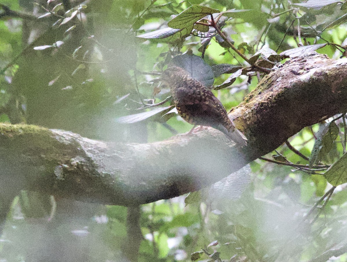 Sri Lanka Thrush - ML635645885