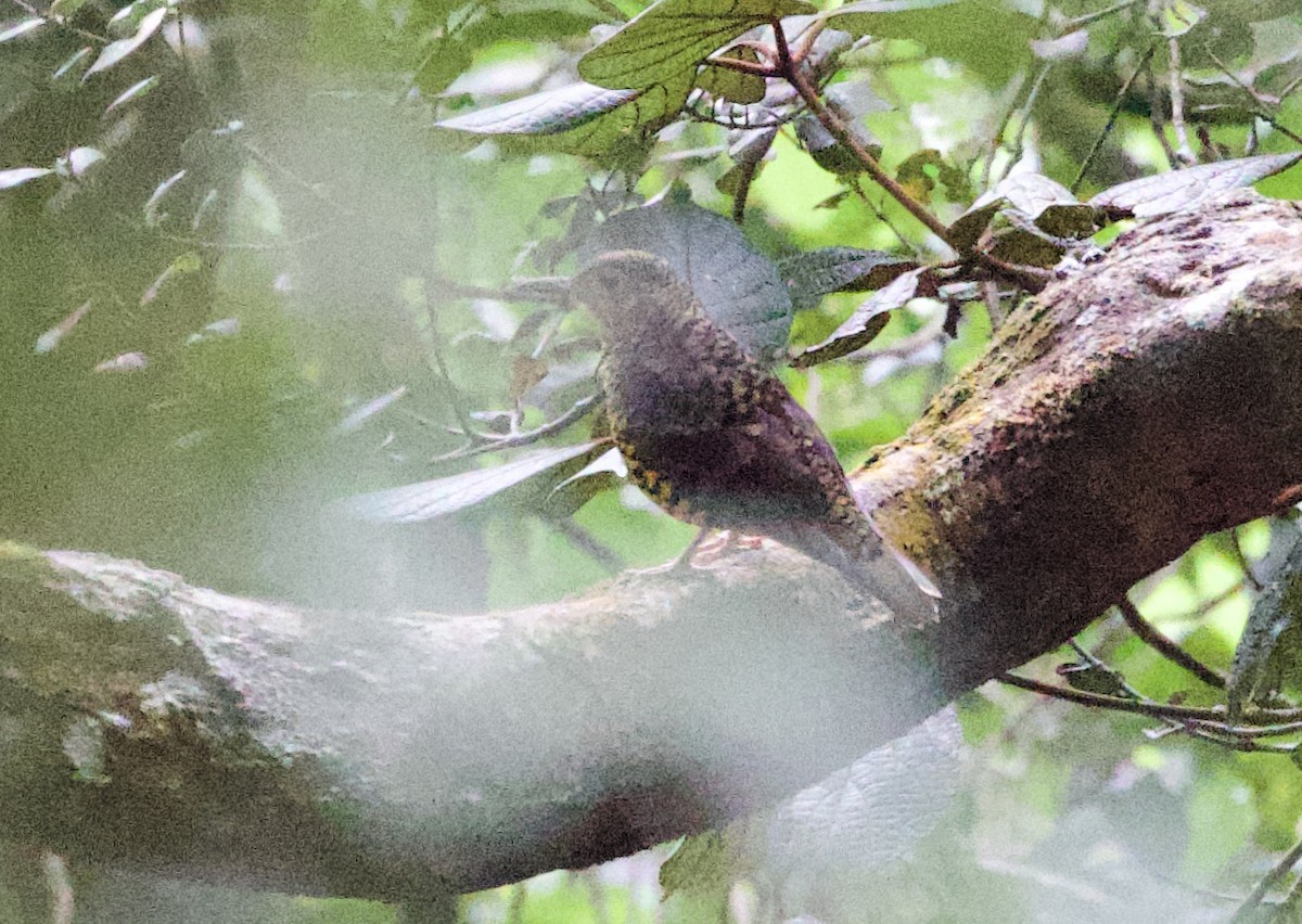 Sri Lanka Thrush - ML635645889