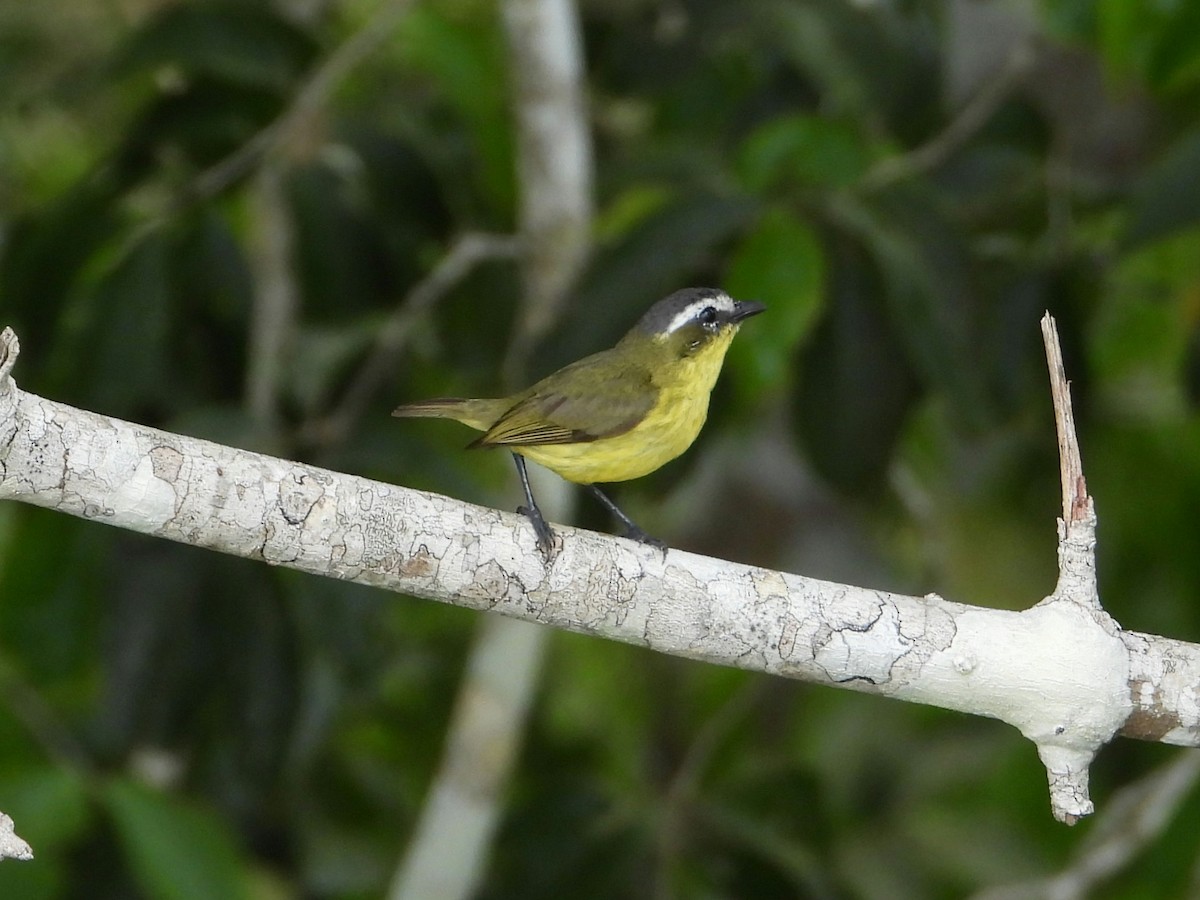 Yellow-bellied Tyrannulet - ML635645895