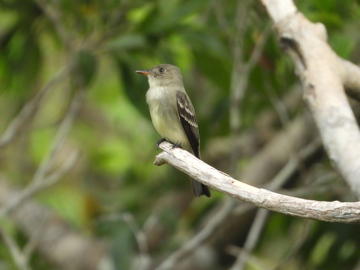 Eastern Wood-Pewee - ML635645913
