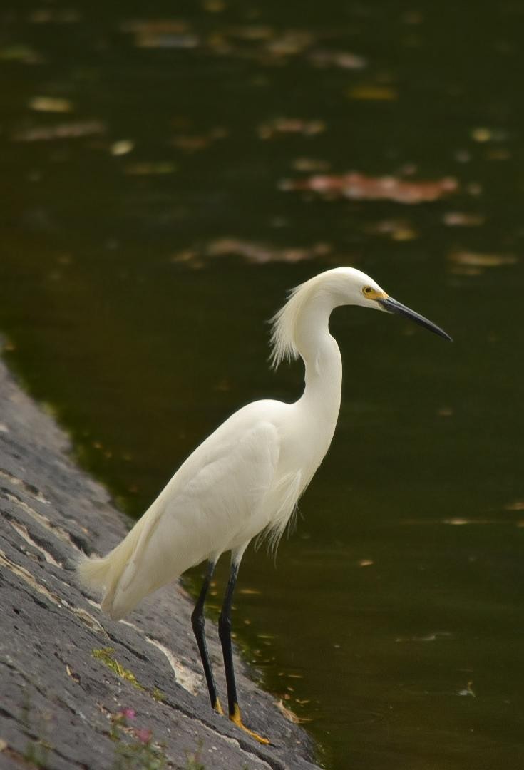 Snowy Egret - ML635646166