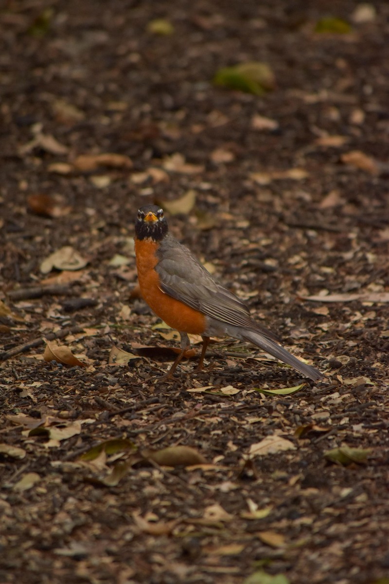 American Robin - ML635646170