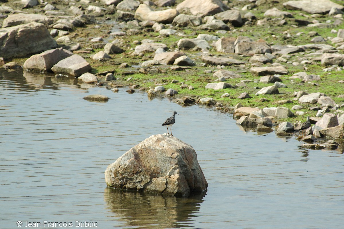 Greater Yellowlegs - ML635646279
