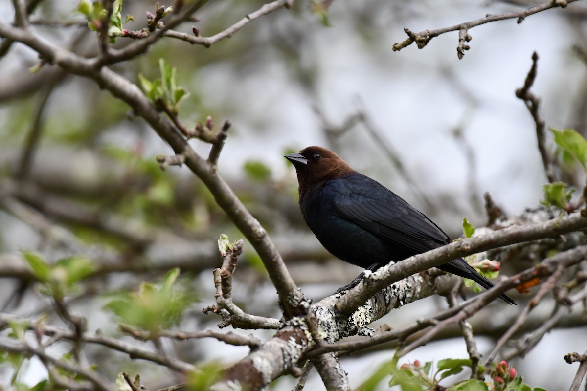 Brown-headed Cowbird - ML635646284