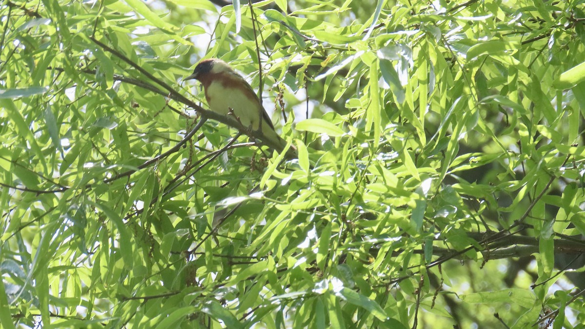 Bay-breasted Warbler - ML635646376