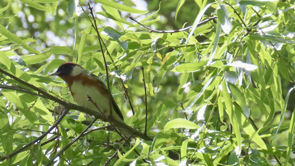 Bay-breasted Warbler - ML635646422