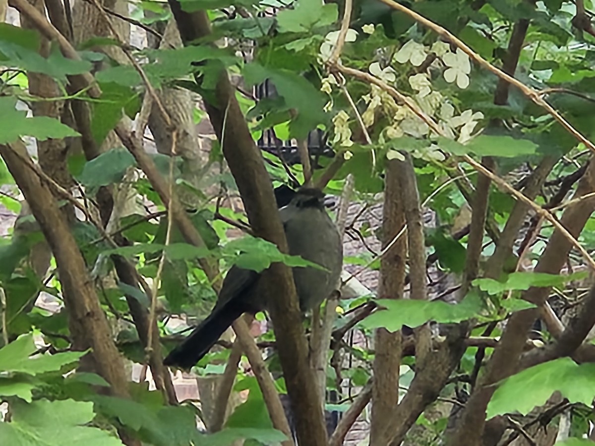 Gray Catbird - ML635646496