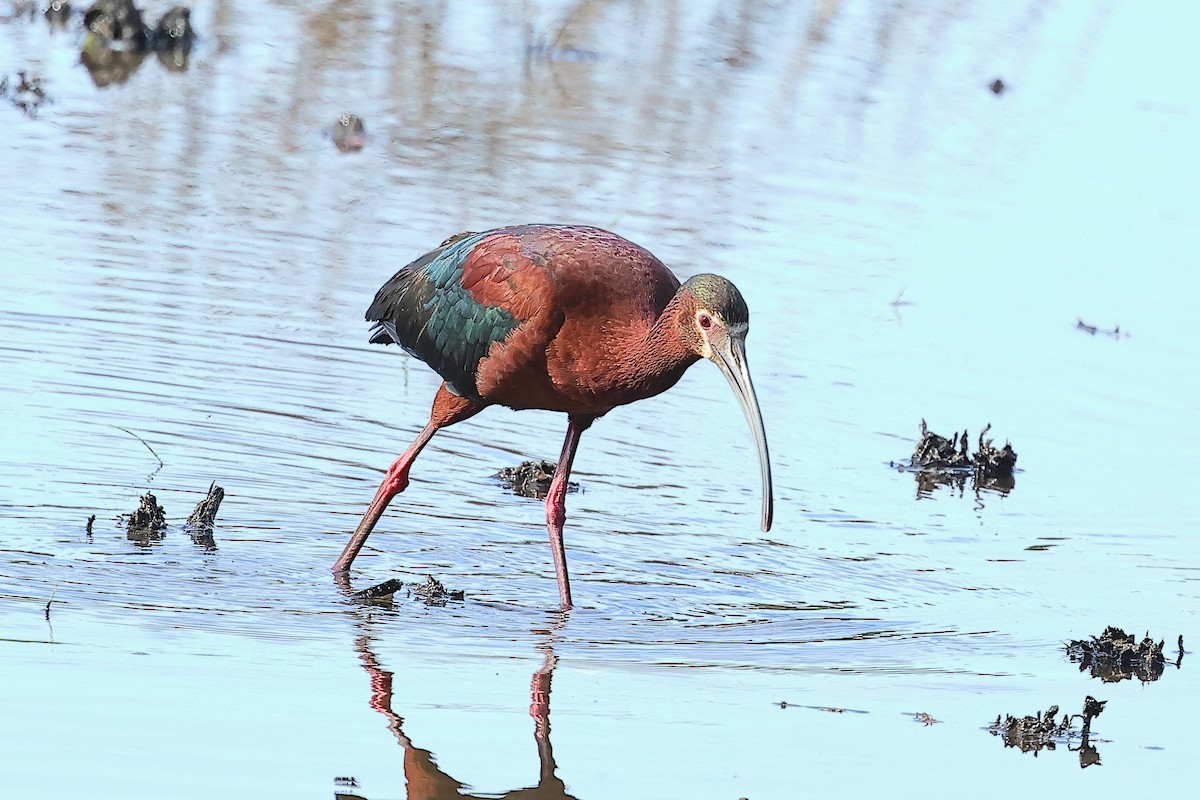 ibis americký - ML635646606