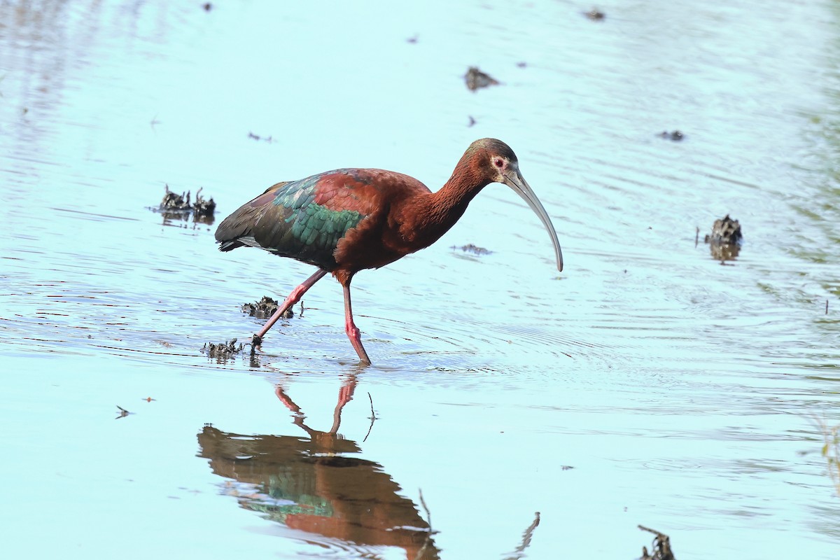 ibis americký - ML635646627