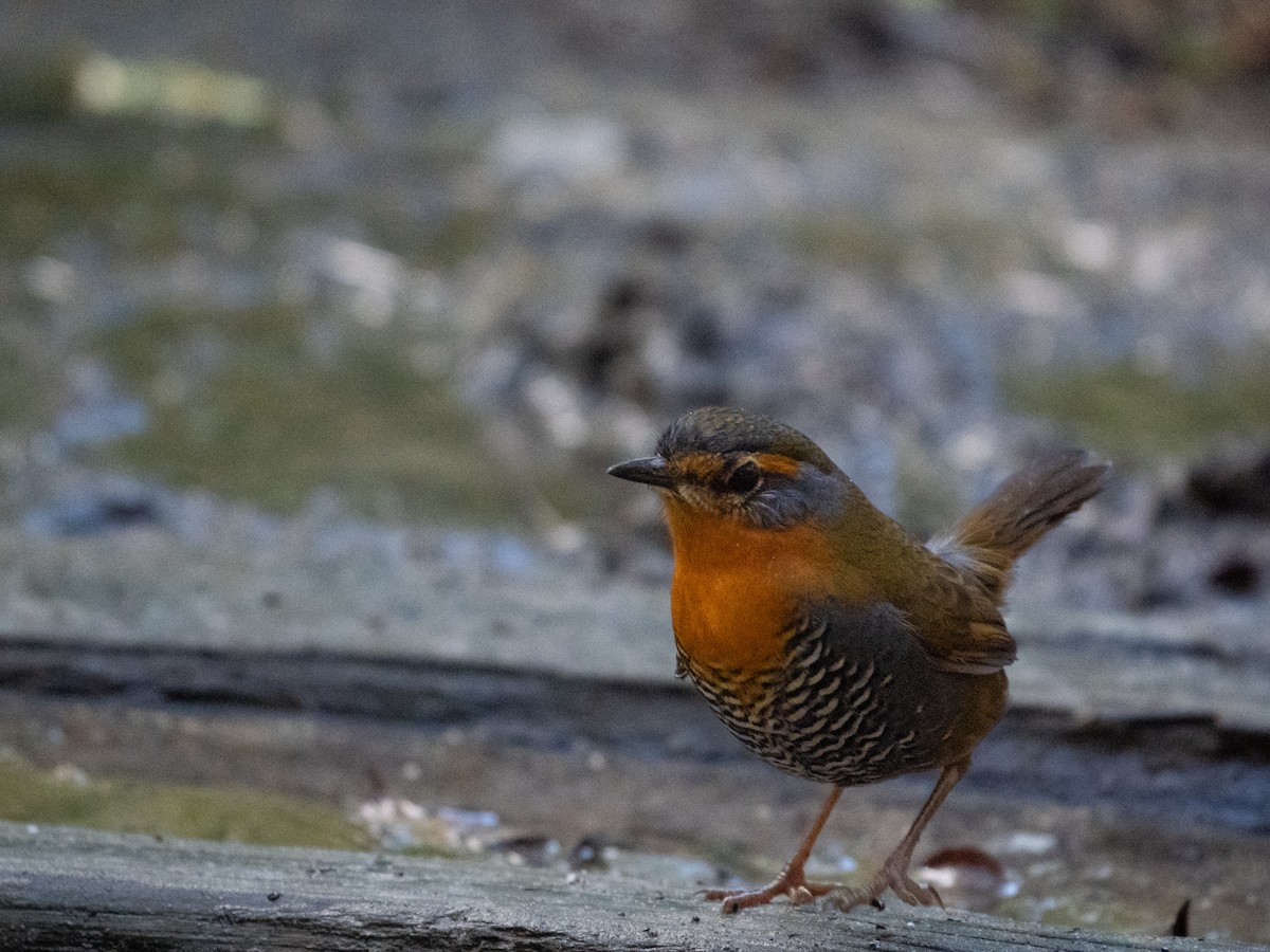 Chucao Tapaculo - ML635646695