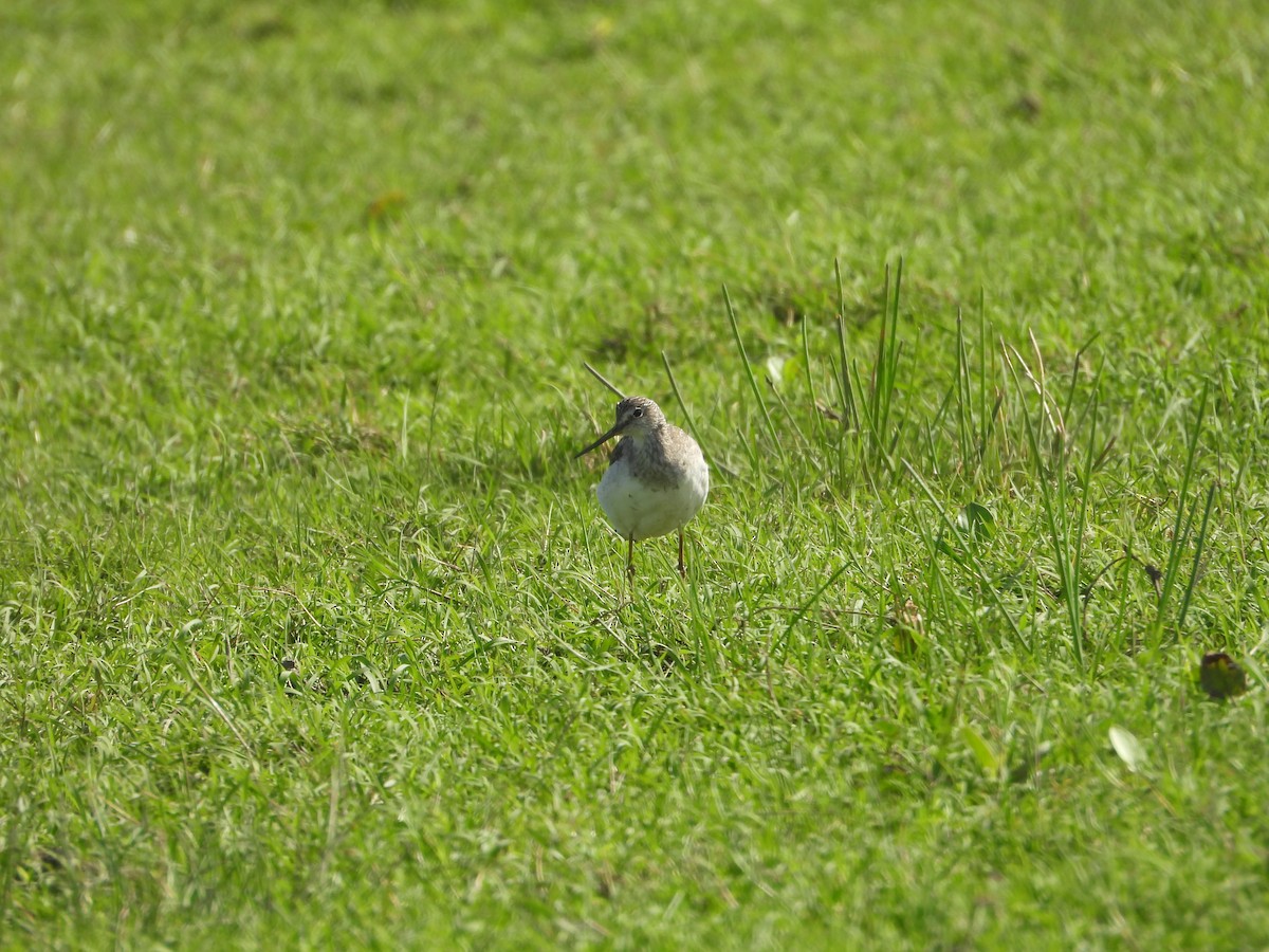 Greater Yellowlegs - ML635646705