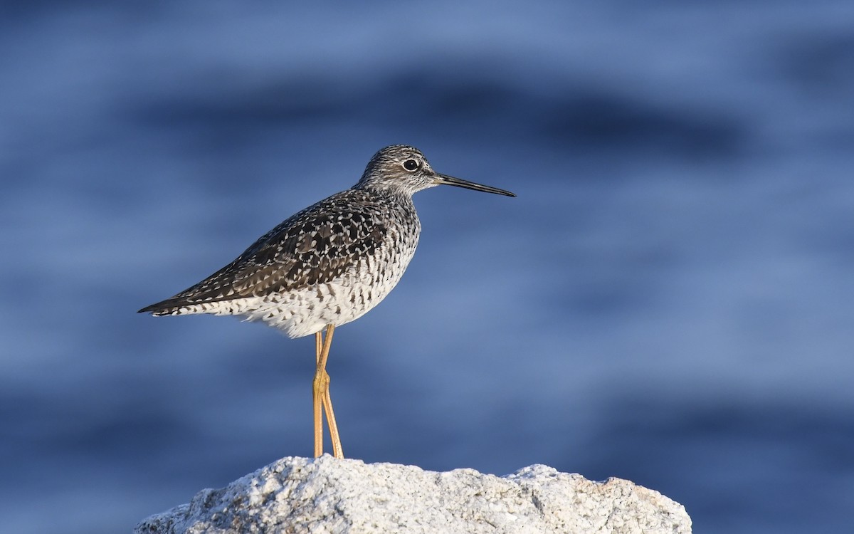 Greater Yellowlegs - ML635646860
