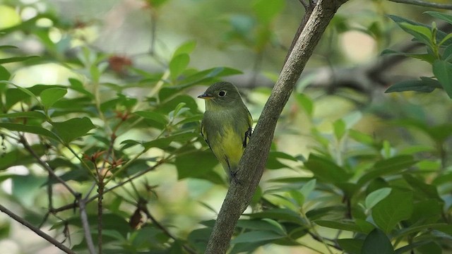 キバラメジロハエトリ - ML635646981