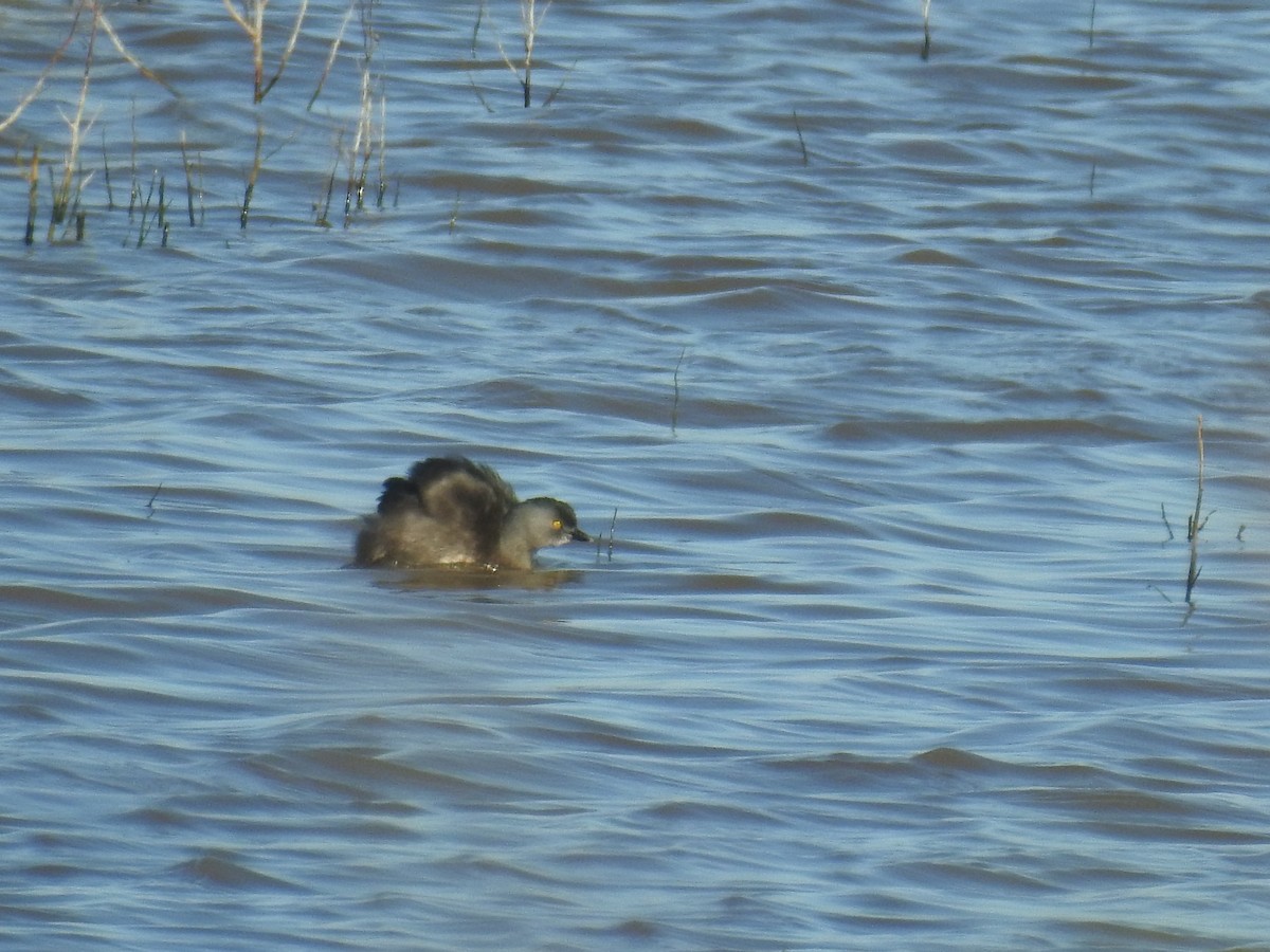 Least Grebe - ML635646987