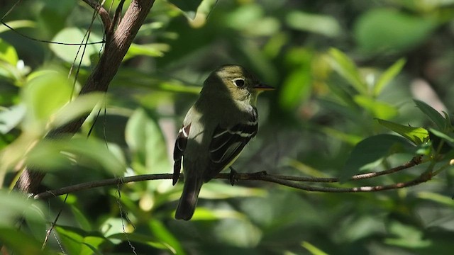 キバラメジロハエトリ - ML635646988