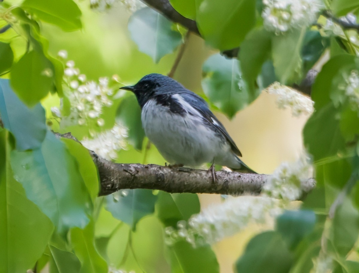 Black-throated Blue Warbler - ML635646990
