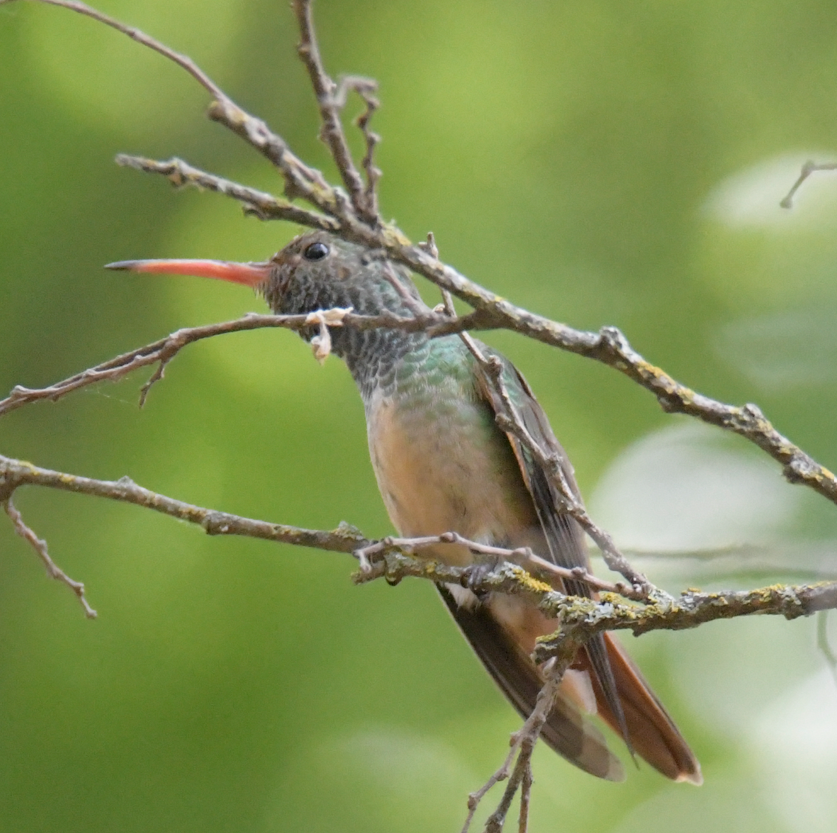 Buff-bellied Hummingbird - ML635646999