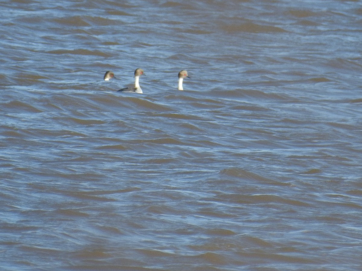 Silvery Grebe - ML635647030