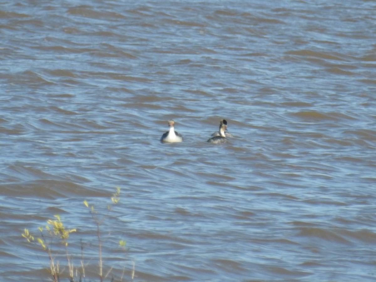 Silvery Grebe - ML635647031