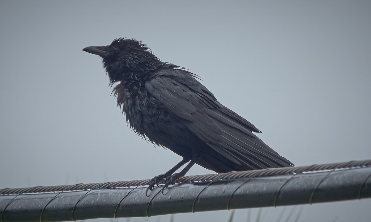 Fish Crow - ML635647061