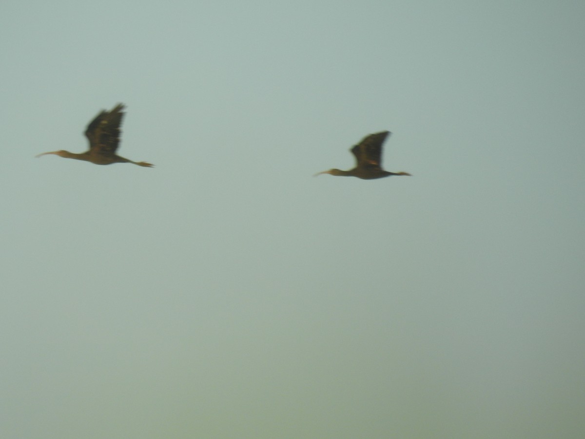 ibis americký - ML635647065