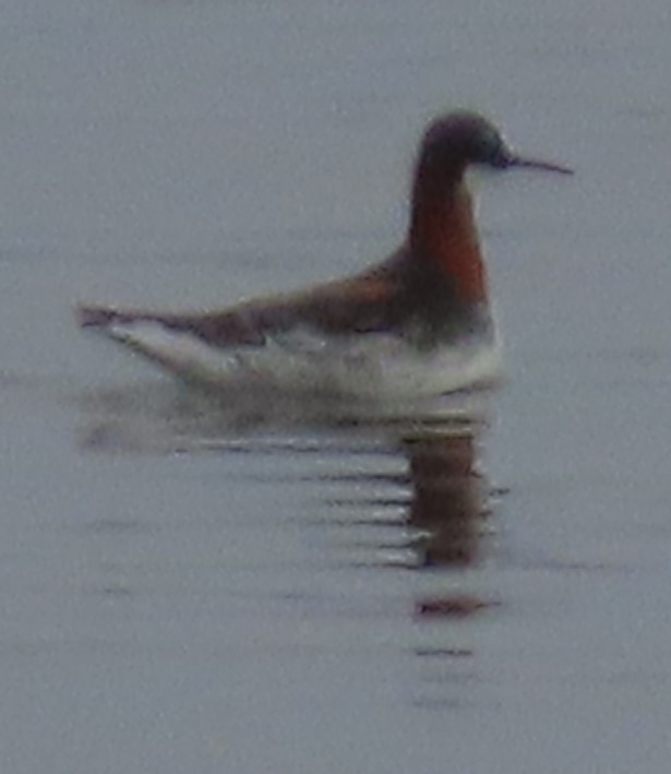 Red-necked Phalarope - ML635647067