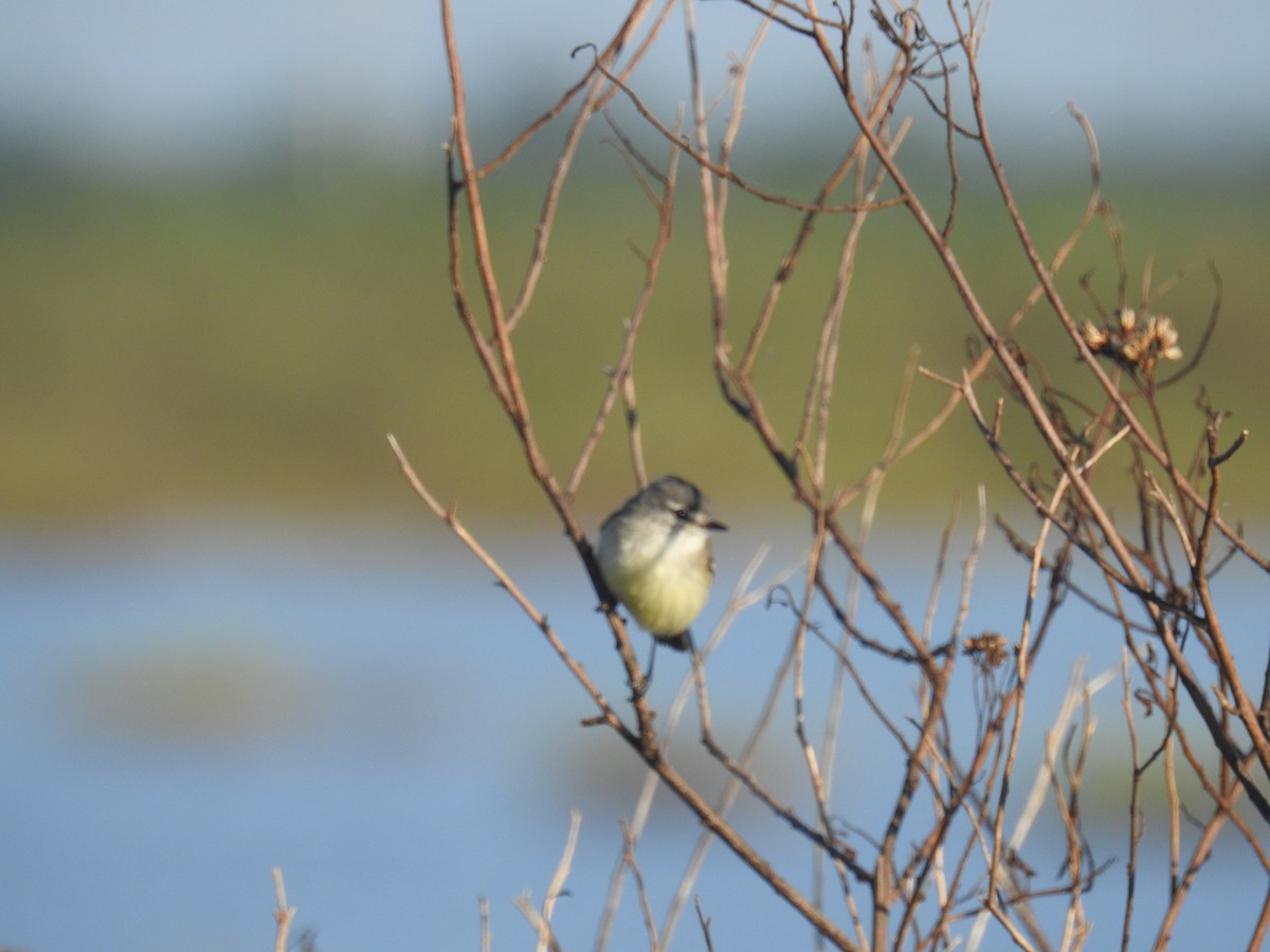 Straneck's Tyrannulet - ML635647092
