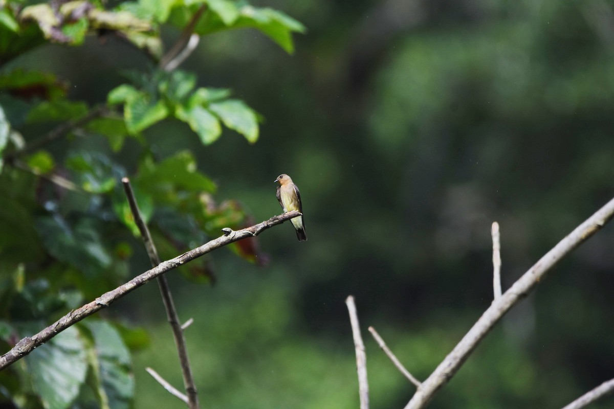 Southern Rough-winged Swallow - ML635647093