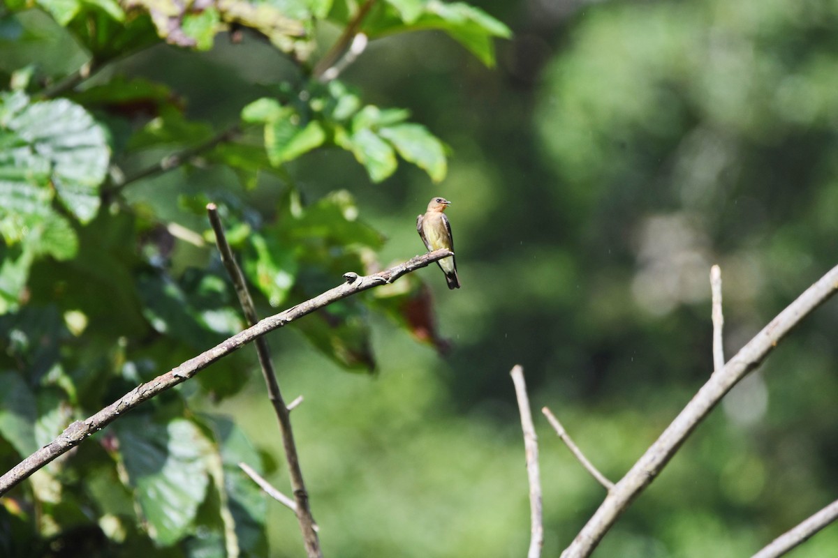 Southern Rough-winged Swallow - ML635647094
