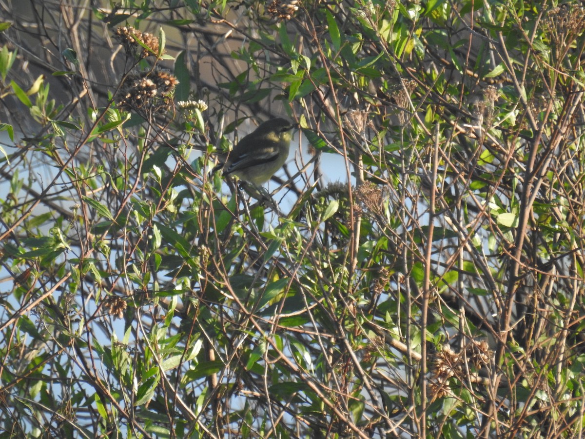 Greater Wagtail-Tyrant - ML635647122