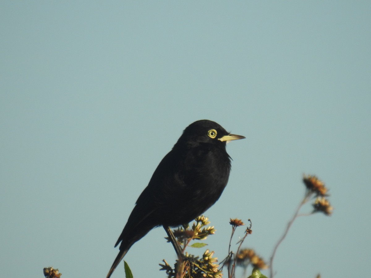 Spectacled Tyrant - ML635647139