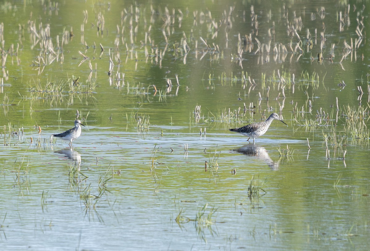 Greater Yellowlegs - ML635647157