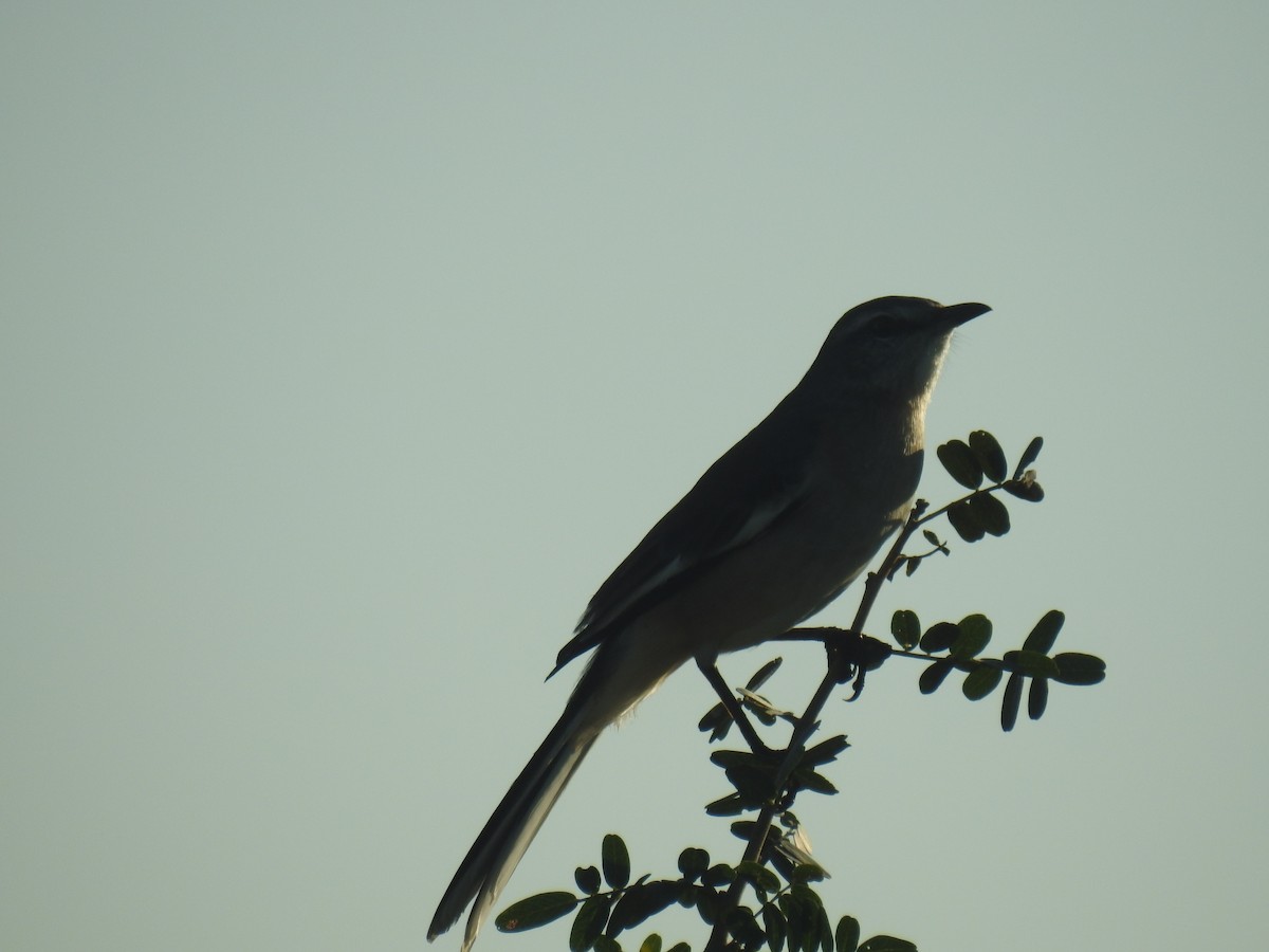 White-banded Mockingbird - ML635647158