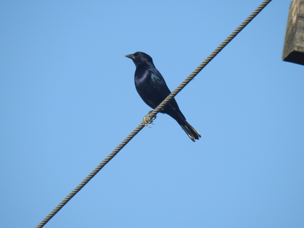 Shiny Cowbird - ML635647188