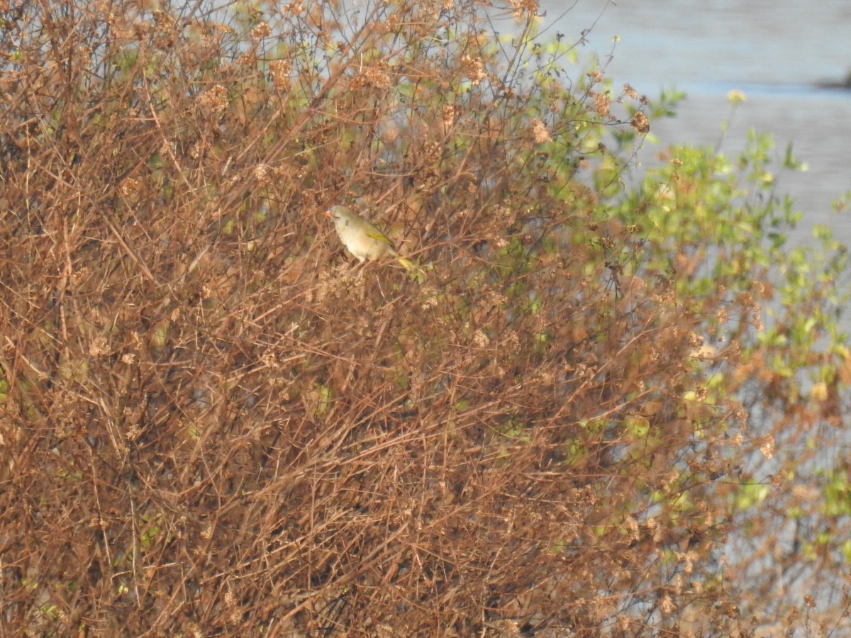 Great Pampa-Finch - ML635647215