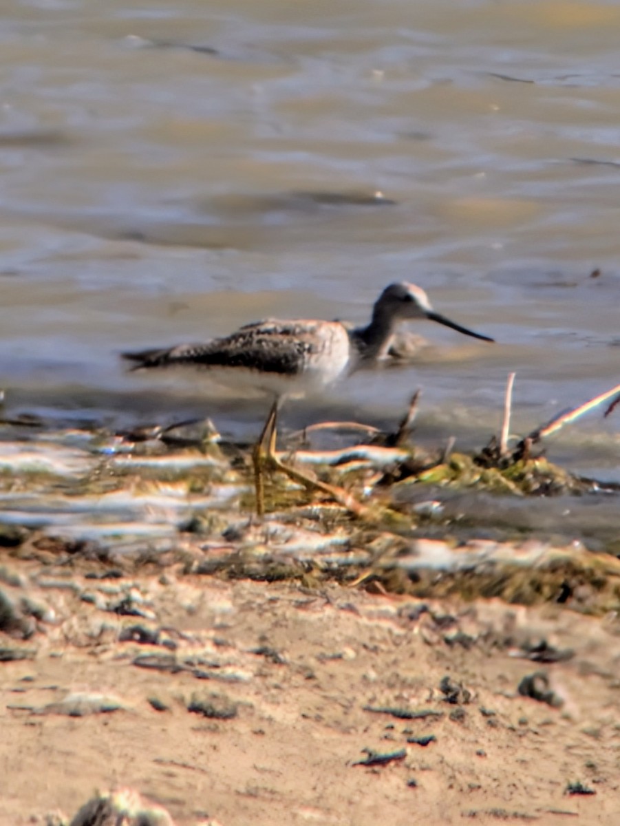 Greater Yellowlegs - ML635647275