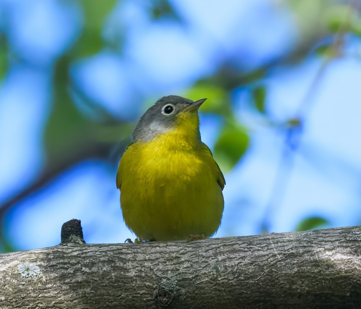 Nashville Warbler - ML635647335
