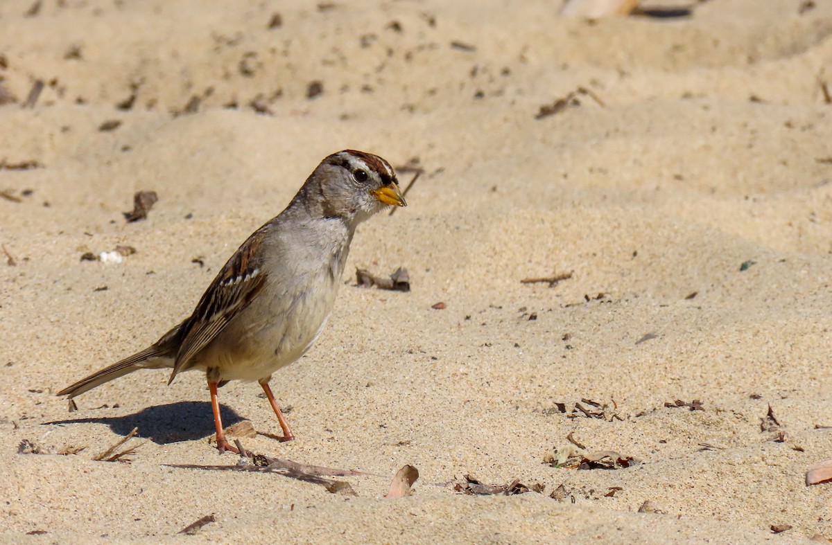 White-crowned Sparrow (nuttalli) - ML635647341