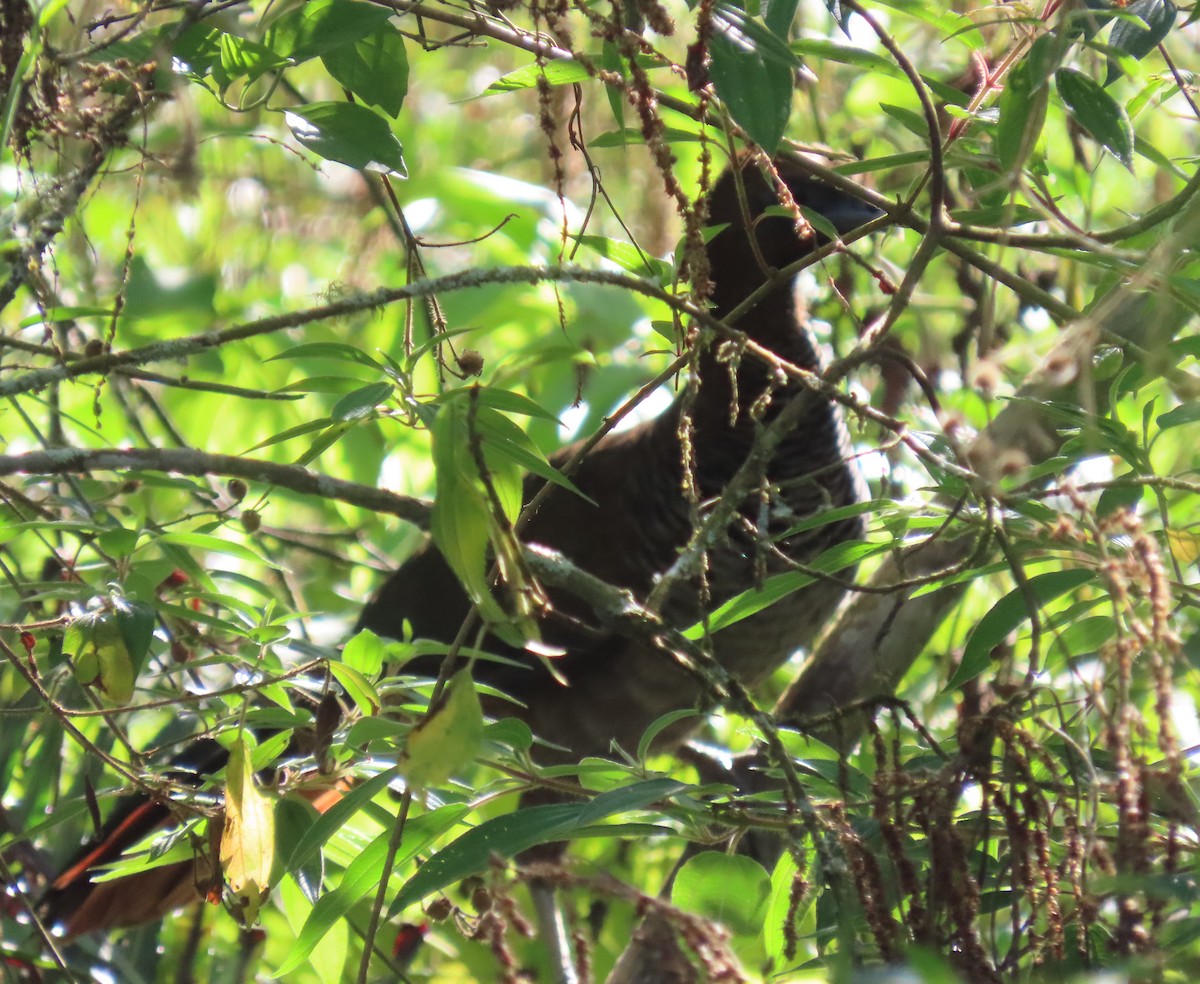 Scaled Chachalaca - ML635647498
