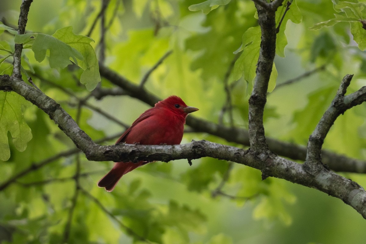 Summer Tanager - ML635647516