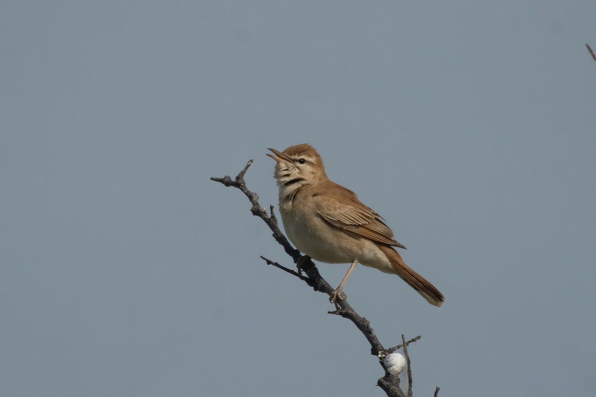 Rufous-tailed Scrub-Robin - ML635647557