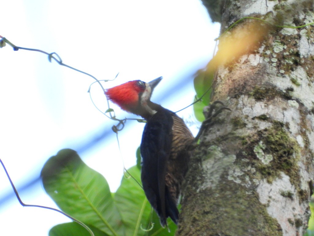 Crimson-crested Woodpecker - ML635647570