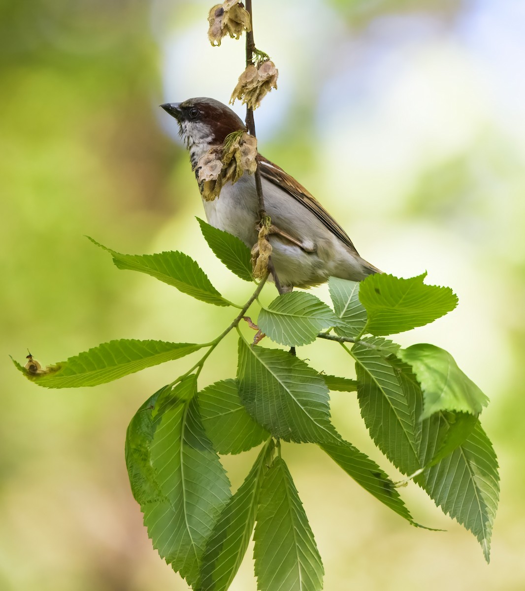 House Sparrow - ML635647613