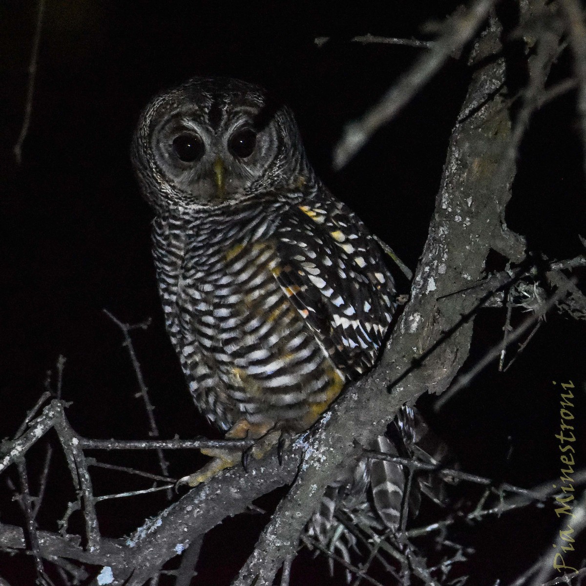 Chaco Owl - ML635647678