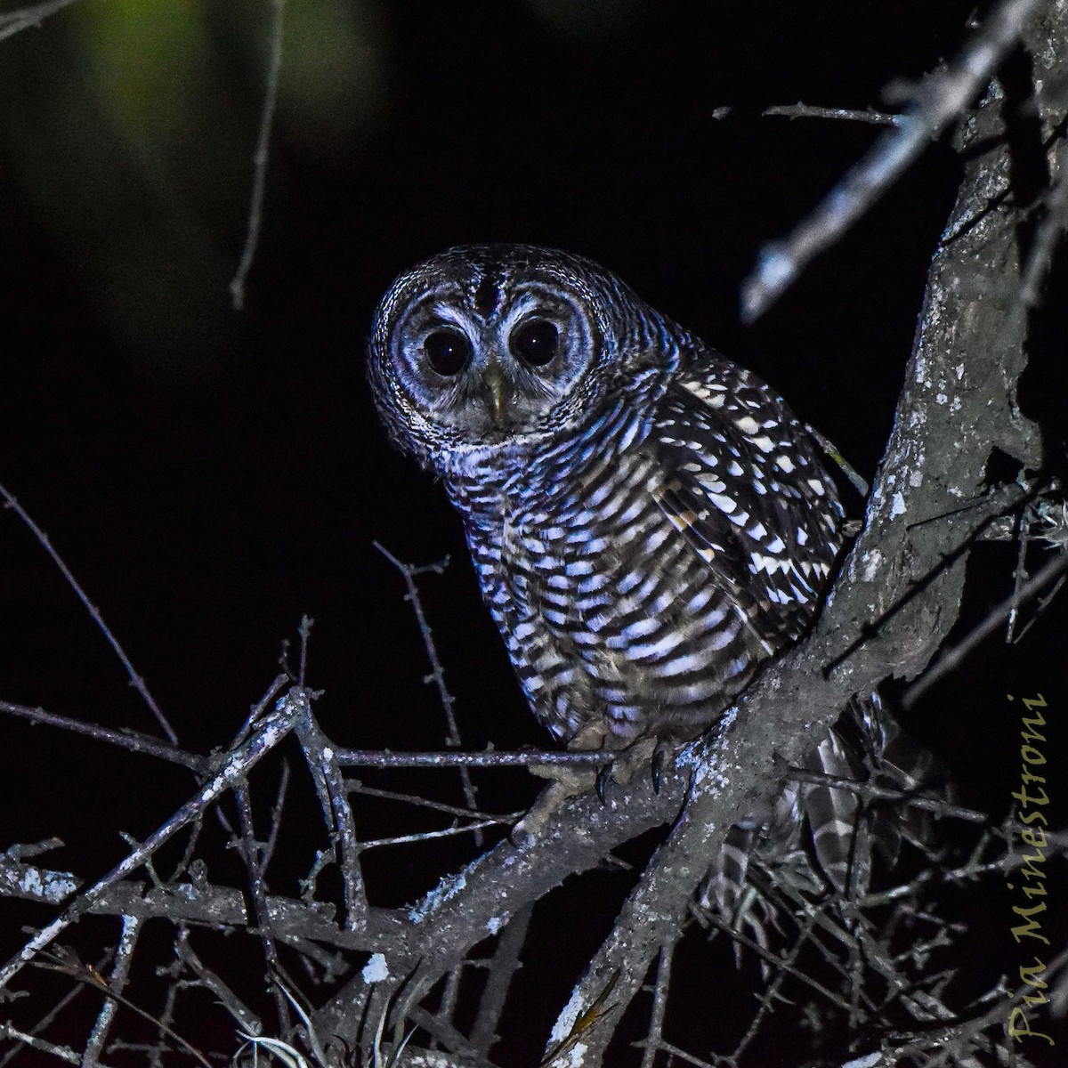 Chaco Owl - ML635647679