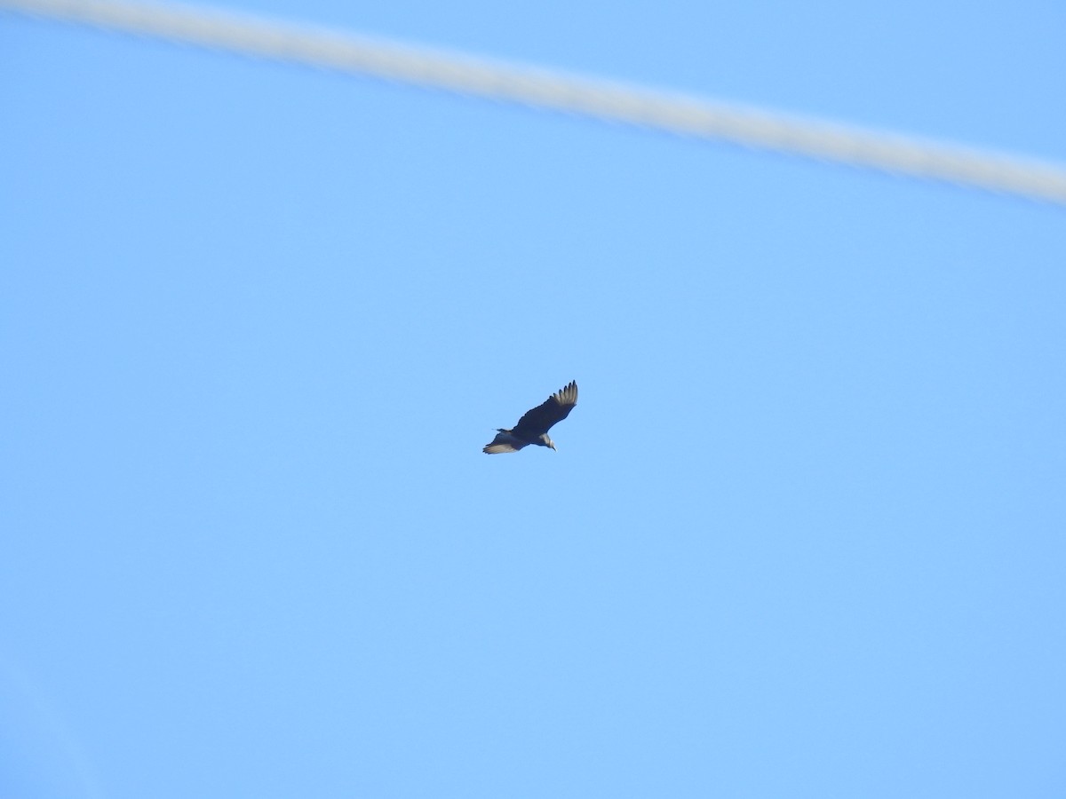 Black Vulture - ML635647683
