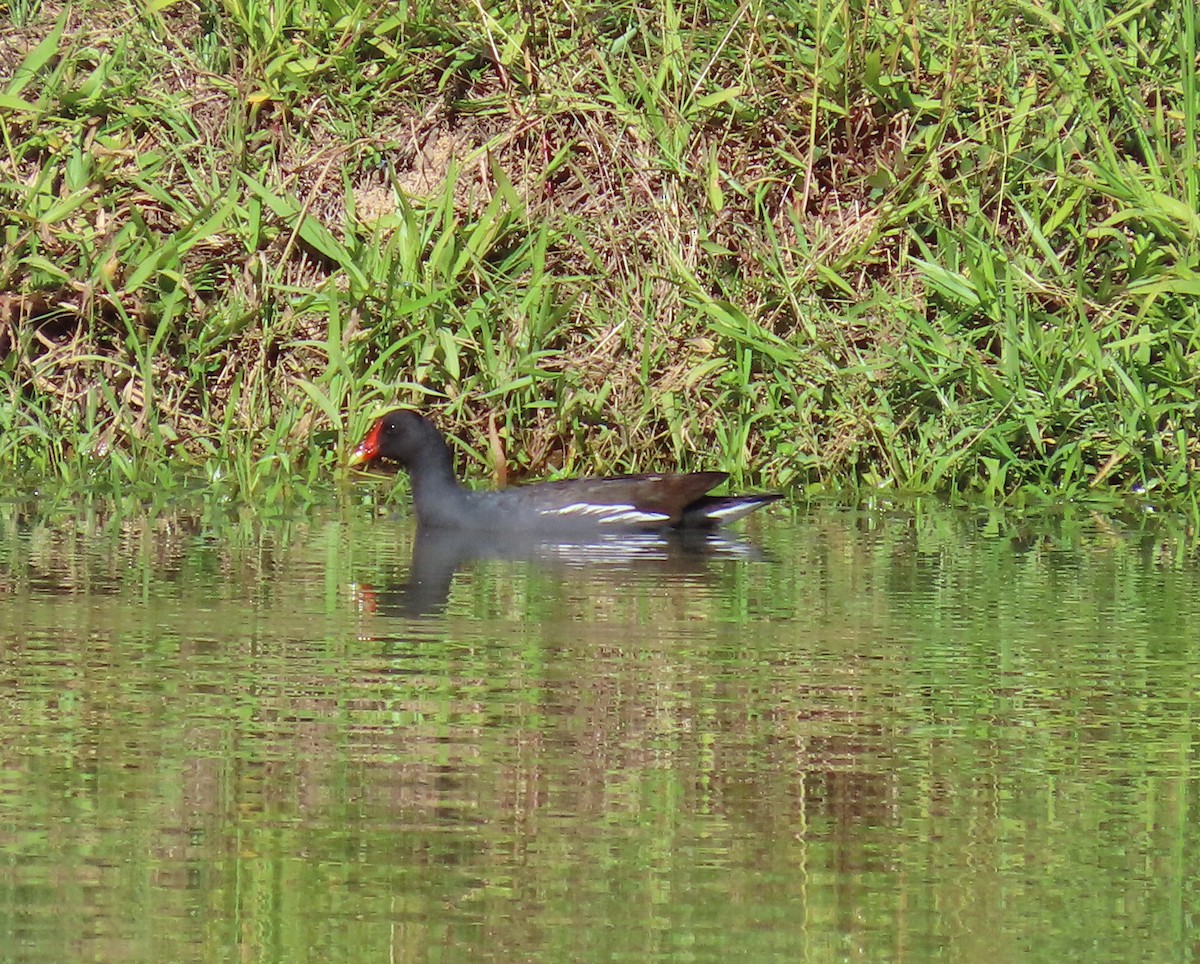 moorhen/coot/gallinule sp. - ML635647684