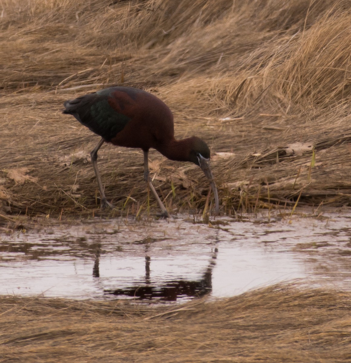 Glossy Ibis - ML635647698