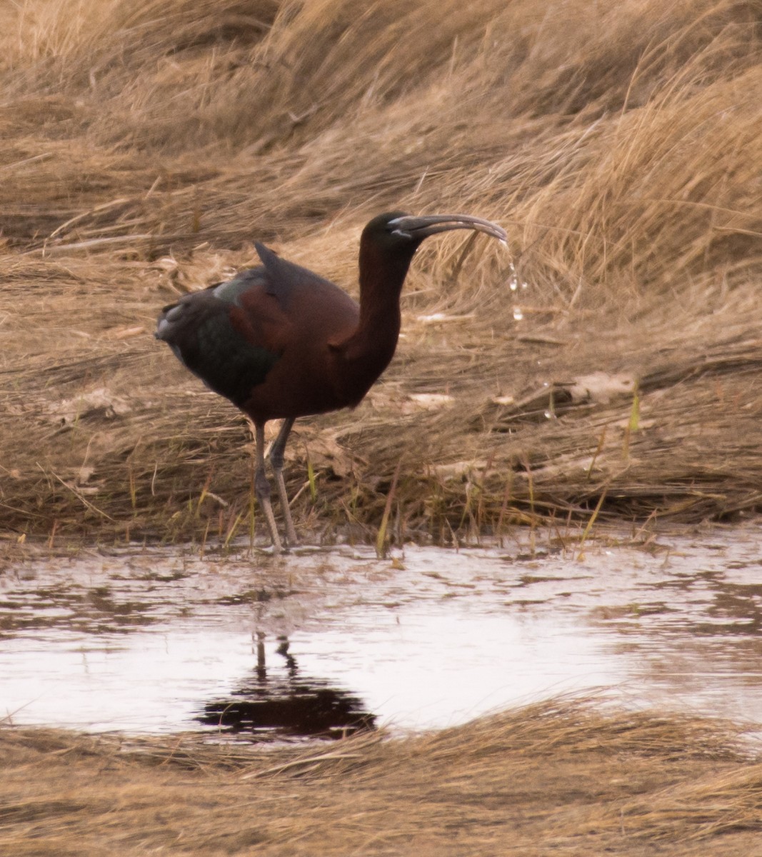 Glossy Ibis - ML635647699