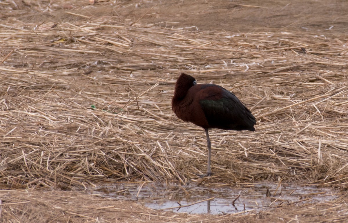 Glossy Ibis - ML635647700